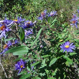 Symphyotrichum patens (late purple aster)