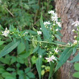 Symphyotrichum lateriflorum (calico aster)