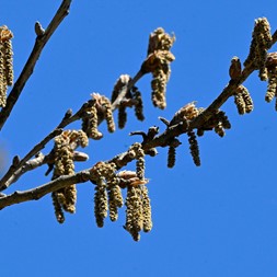 Quercus acutissima (sawtooth oak)