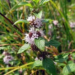 Mentha arvensis (field mint)