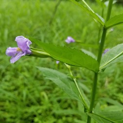Mimulus ringens (Allegheny monkeyflower )