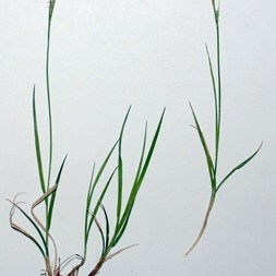 Carex novae-angliae (New England sedge)