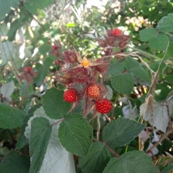 Rubus phoenicolasius (thimbleberry)