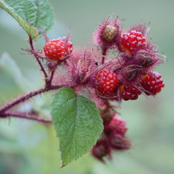 Rubus phoenicolasius (wineberry)