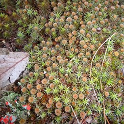 Polytrichum strictum (bog haircap moss)