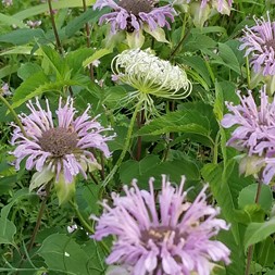 Monarda fistulosa (wild bergamot)