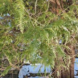 Thuja occidentalis (American Arborvitae)