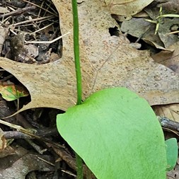 Ophioglossum pycnostichum (southern adder's-tongue)