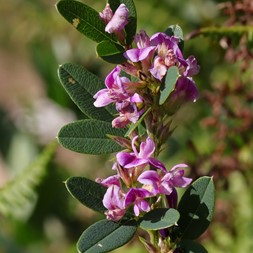 Lespedeza violacea (wand bushclover)
