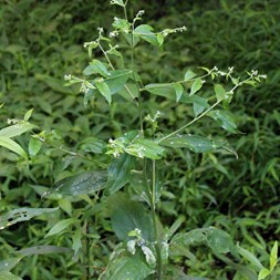 Hackelia virginiana (stickseed)