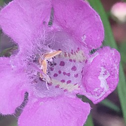 Agalinis purpurea (common agalinis)