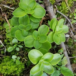 Sedum (stonecrop)