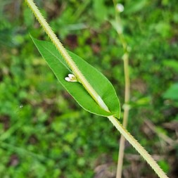 Persicaria sagittata (arrowleaf tearthumb)