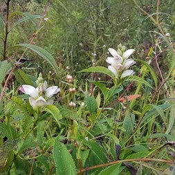 Chelone (turtlehead)