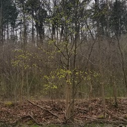 Lindera benzoin (northern spicebush)