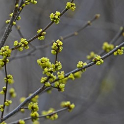 Lindera benzoin (northern spicebush)