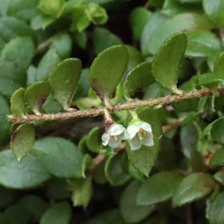 Gaultheria hispidula (creeping snowberry)