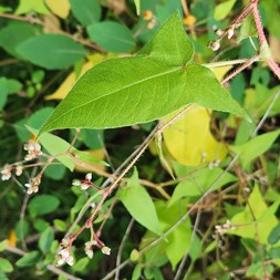 Persicaria arifolia (halberd-leaf smartweed)