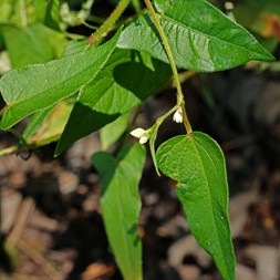 Persicaria arifolia (halberd-leaved smartweed)