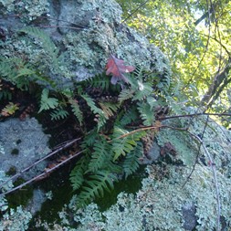 Polypodium appalachianum (Appalachian polypody)