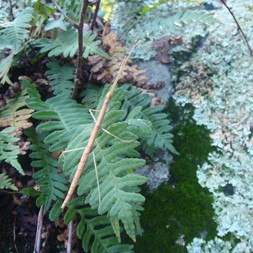 Polypodiaceae [Polypod fern family]