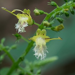 Collinsonia canadensis (richweed)