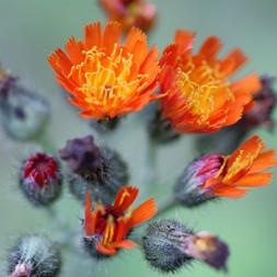 Pilosella aurantiaca (orange hawkweed)