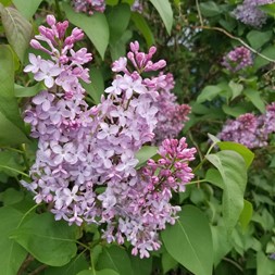 Syringa (lilac)