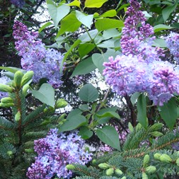 Syringa vulgaris (common lilac)