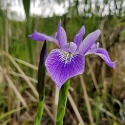 Iris (iris)