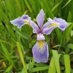 Iris versicolor (northern blueflag)
