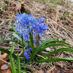 Scilla (squill)