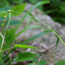 Carex projecta (necklace sedge)