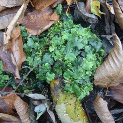 Conocephalum conicum (snakeskin liverwort )