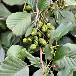 Alnus serrulata (smooth alder)