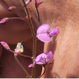 Desmodium marilandicum (Maryland ticktrefoil)