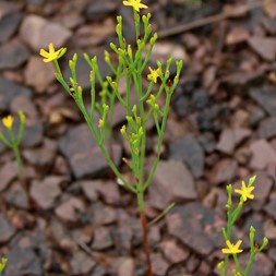 Hypericum gentianoides (orange-grass)