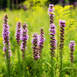 Liatris spicata (dense blazingstar)