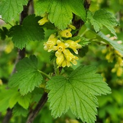 Ribes americanum (wild black currant)