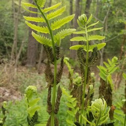 Osmunda (flowering fern)