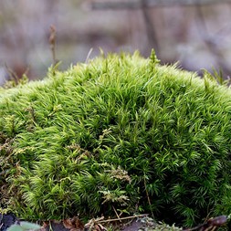 Dicranum (broom moss)