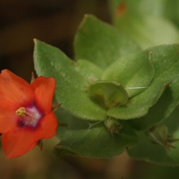 Lysimachia arvensis (scarlet pimpernel)