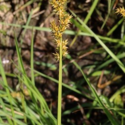 Carex stipata (stalk-grain sedge)