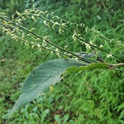 Persicaria virginiana (jumpseed)