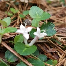 Rubiaceae (coffee family)