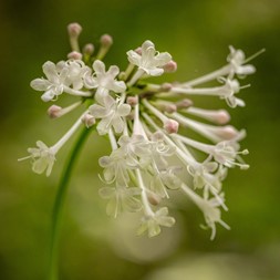 Valeriana pauciflora (largeflower valerian)
