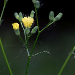 Lapsana communis (common nipplewort)