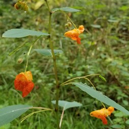 Impatiens capensis (spotted jewelweed)