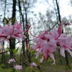Rhododendron periclymenoides (pink azalea)