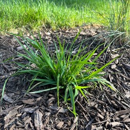Eragrostis spectabilis (purple lovegrass)
